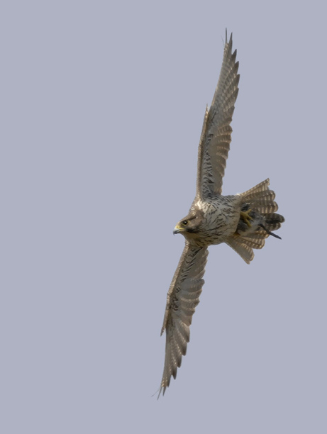 Tunturihaukka, Gyr Falcon, Falco rusticolus